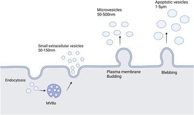 Small extracellular vesicles: a novel drug delivery system for neurodegenerative disorders